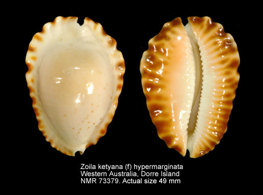Zoila ketyana (f) hypermarginata (3.jpg - Zoila ketyana (f) hypermarginata) L.Raybaudi,1993